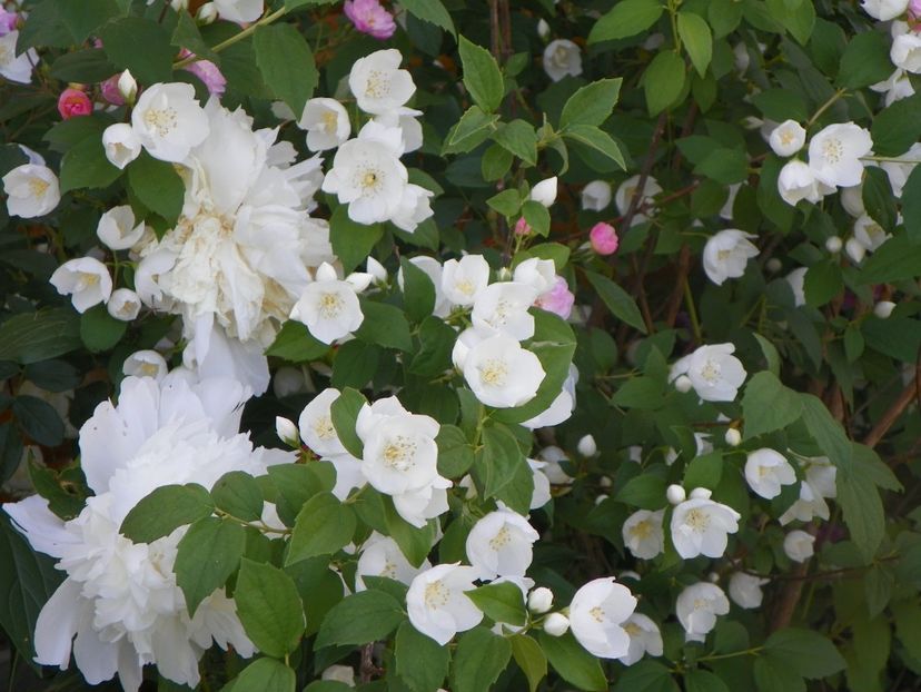 philadelphus Snowbelle - Dobarland 2018 2