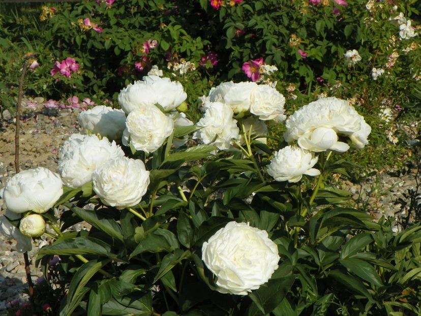 Mother's Choice - Irisi si bujori 2018