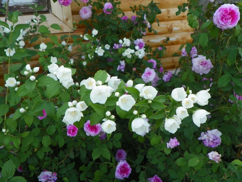 philadelphus Snowbelle - Dobarland 2018 2