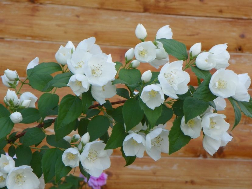 philadelphus Snowbelle - Dobarland 2018 2