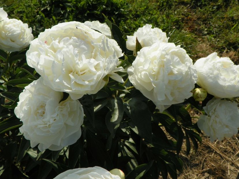 Mother's Choice - Irisi si bujori 2018