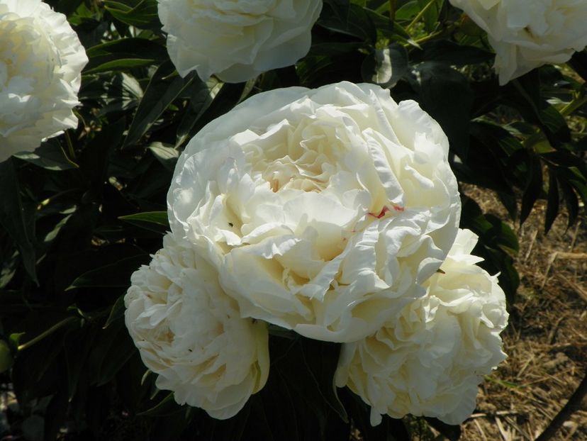 Mother's Choice - Irisi si bujori 2018