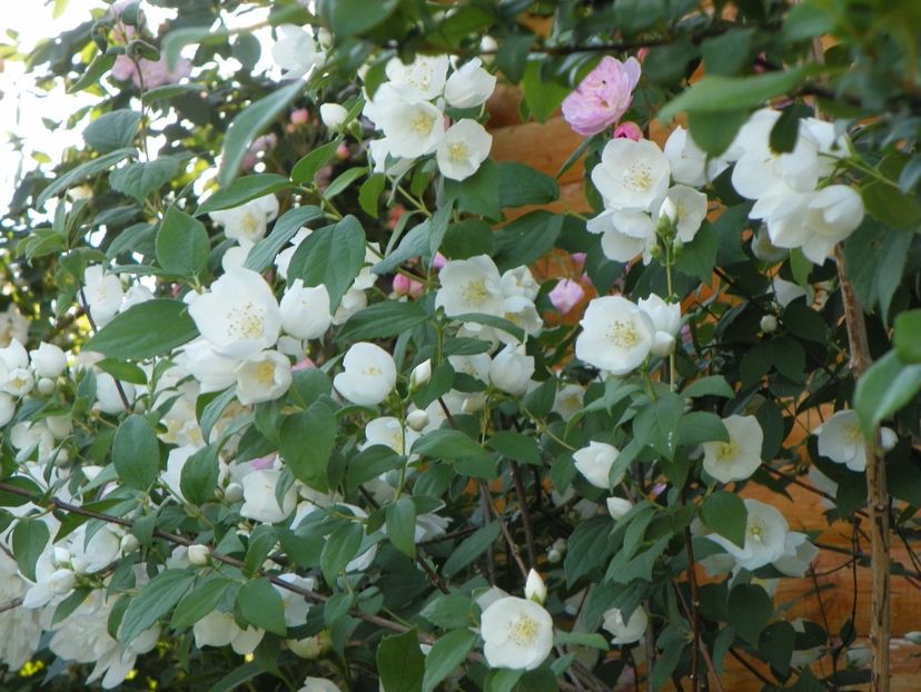 philadelphus Snowbelle - Dobarland 2018 2