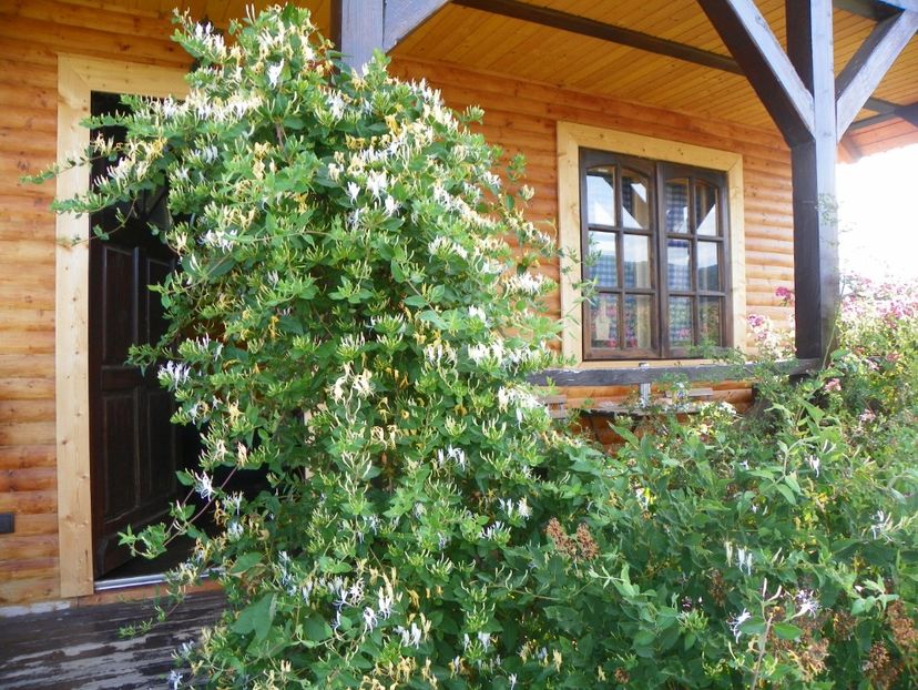 lonicera japonica - Dobarland 2018 2