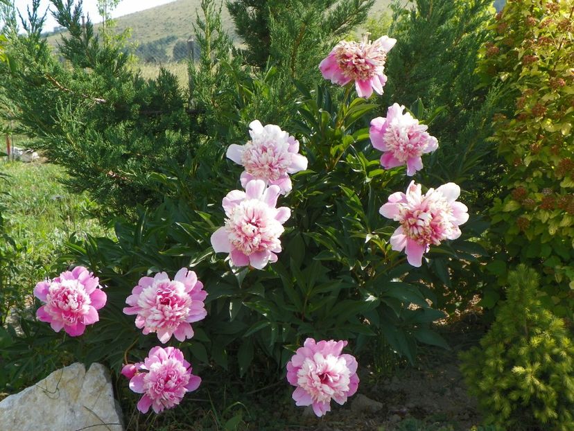 Mme. Furtado - Irisi si bujori 2018