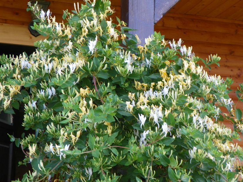 lonicera japonica - Dobarland 2018 2