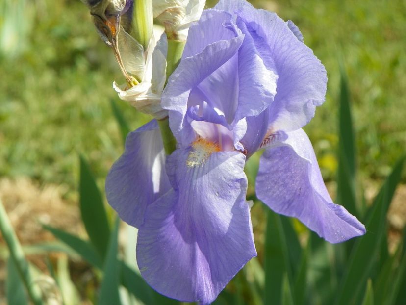 iris pallida - Irisi si bujori 2018