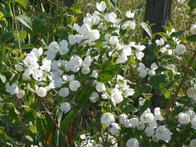 philadelphus Virginal - Dobarland 2018 2