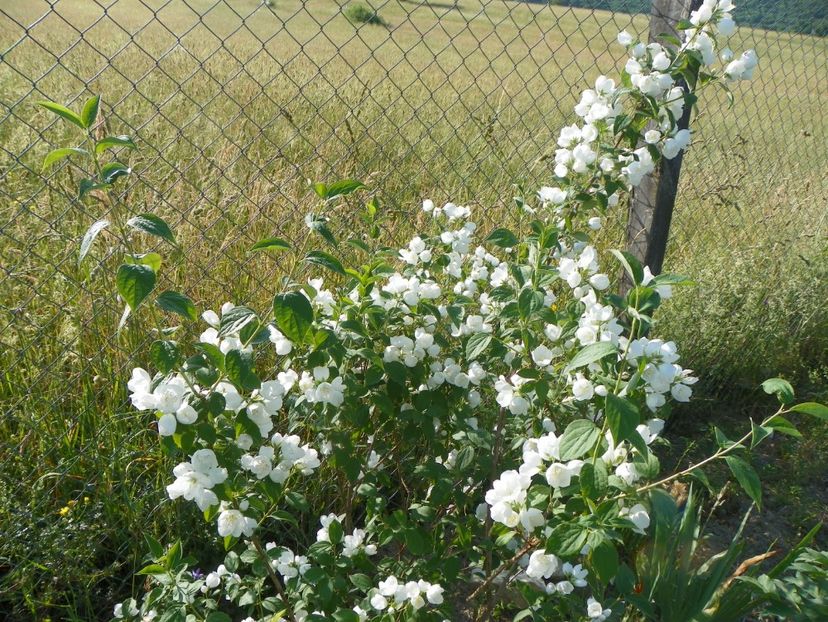 philadelphus Karolinka - Dobarland 2018 2