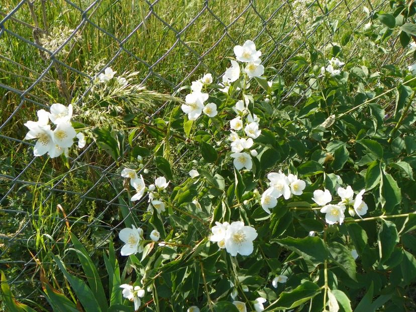 philadelphus Karolinka - Dobarland 2018 2