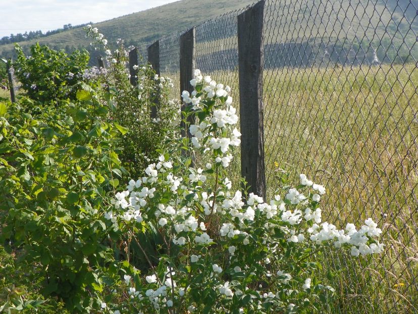 philadelphus Karolinka - Dobarland 2018 2