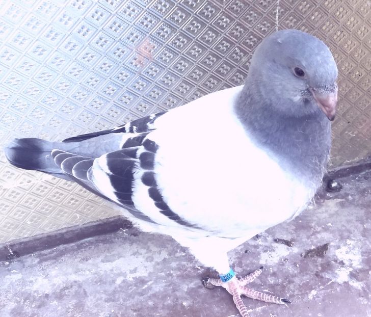  - 92 pui 2018
