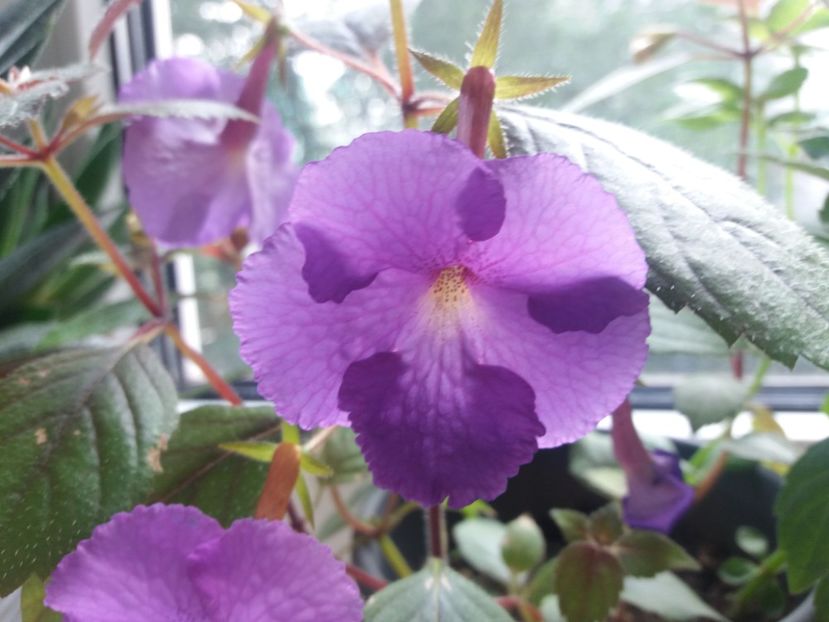 O floare impresionant de mare - Achimenes