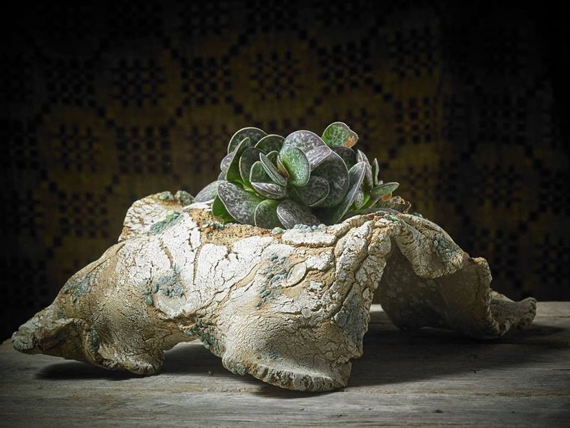 Mark Follon: Andromischus rupicola - Vase - aranjamente - accesorii
