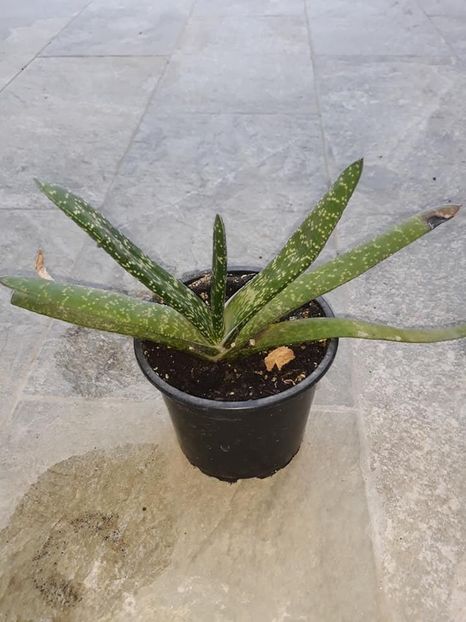 Gasteria 10 lei - De vanzare