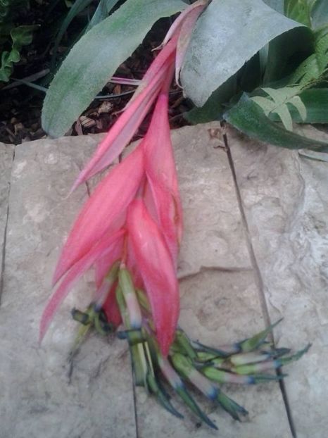 Floare de Bilbergia - De vanzare