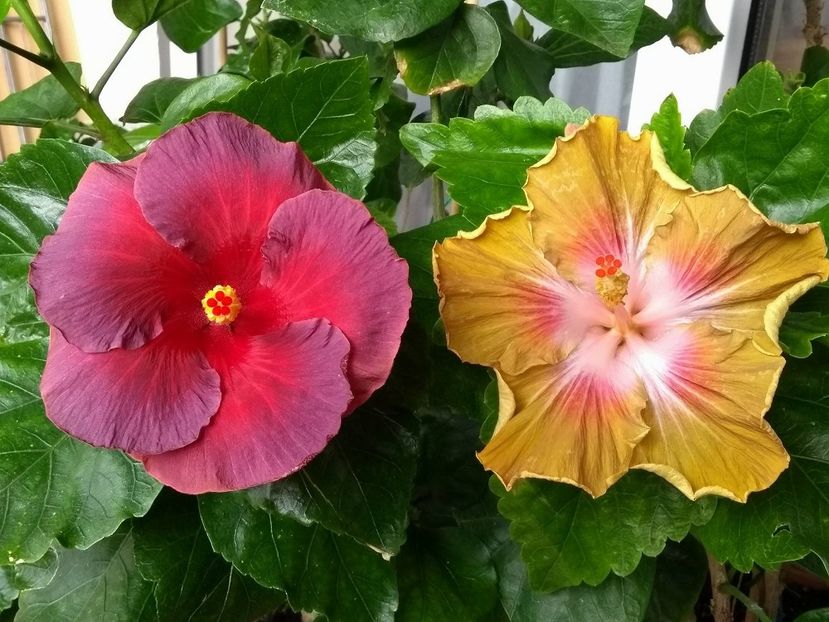  - 03Hibiscus