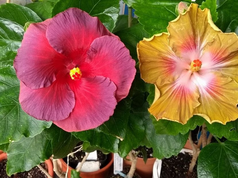  - 03Hibiscus