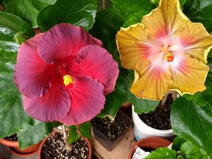 - 03Hibiscus