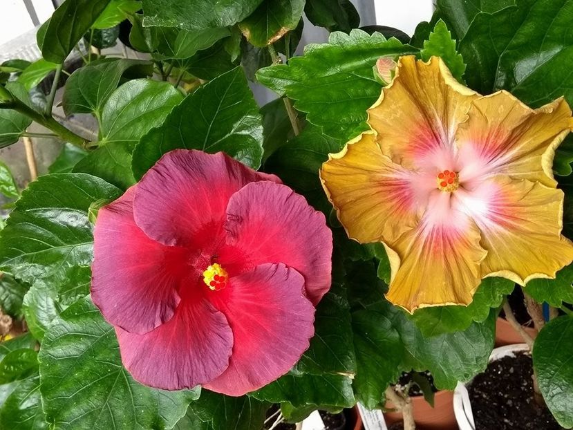  - 03Hibiscus