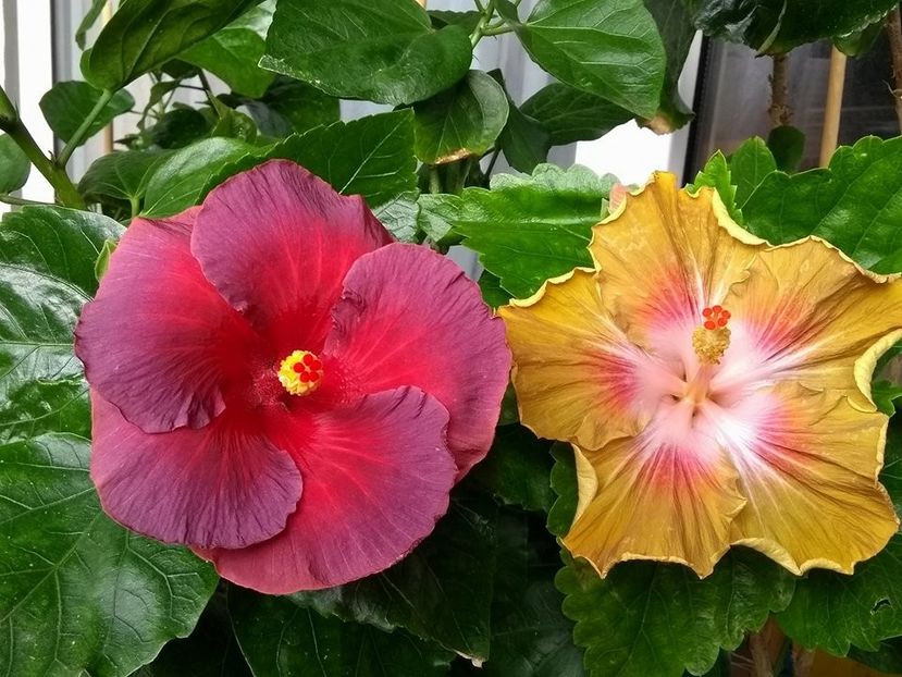  - 03Hibiscus