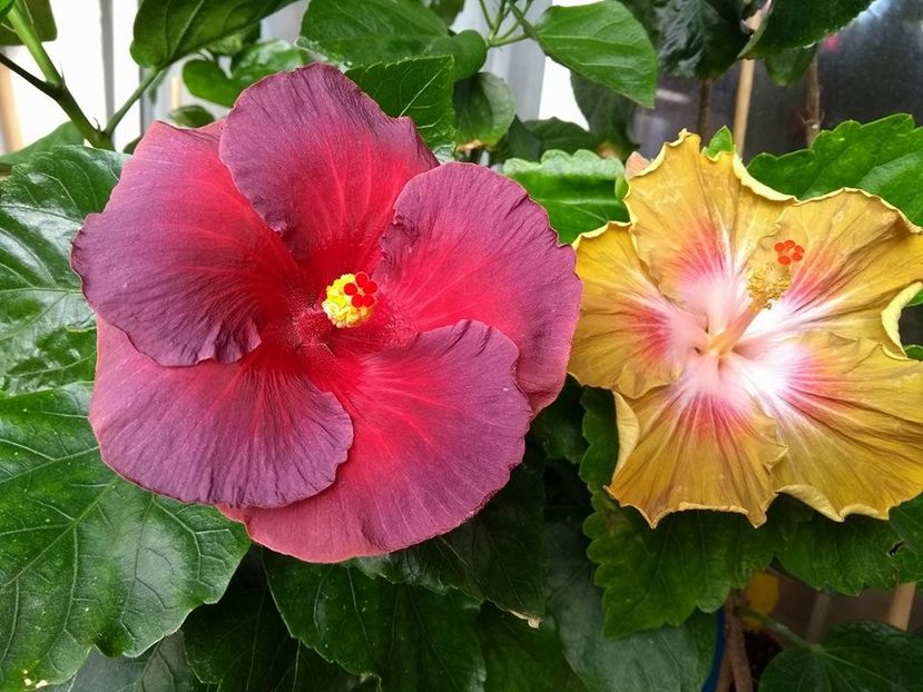  - 03Hibiscus