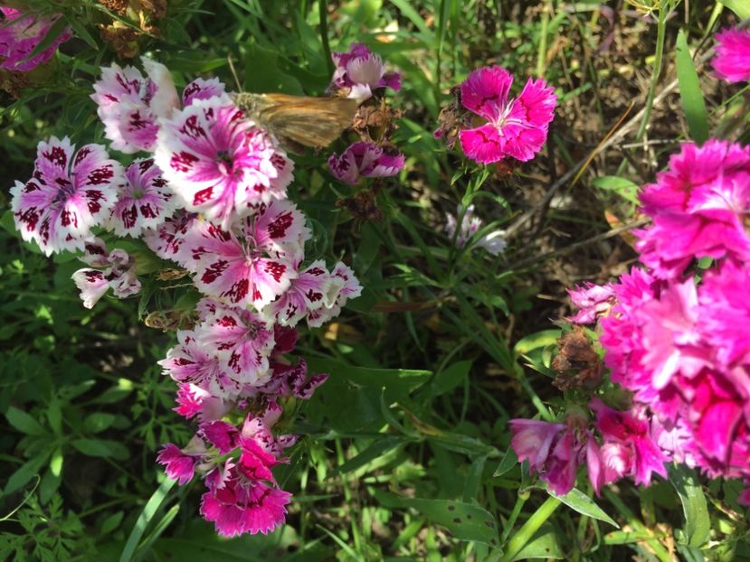 3B050C73-01B0-488B-8B82-7D159748A559 - Garofite