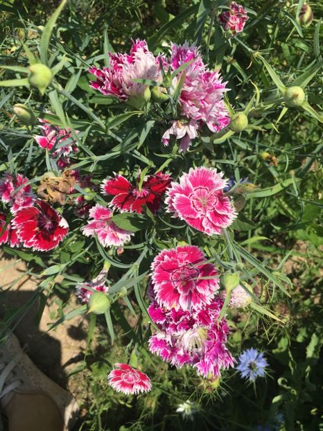 AEF9B93A-6076-4F45-B608-AE1A1454F5C5 - Garofite