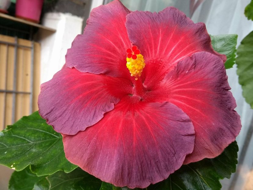 Nightfire - 0Hibiscus in colectie infloriti