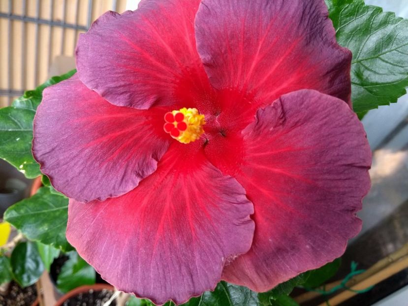 Nightfire - 0Hibiscus in colectie infloriti