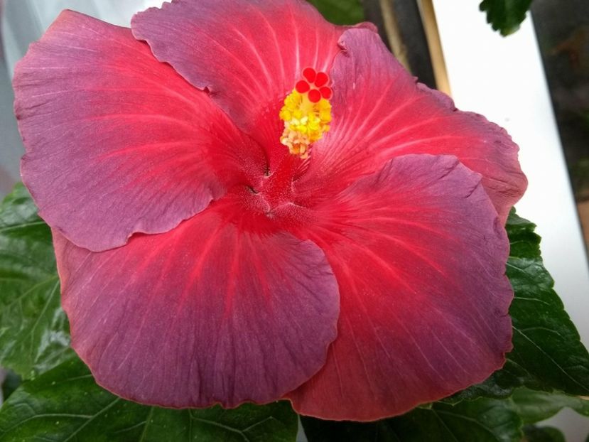 Nightfire - 0Hibiscus in colectie infloriti