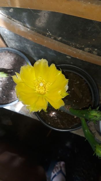 Opuntia - Infloricioase 2018 - 2019