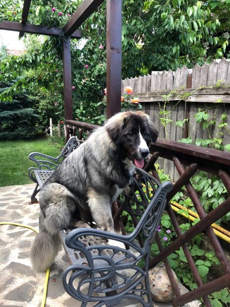 28.05.2018 - MARA DE CROITORU