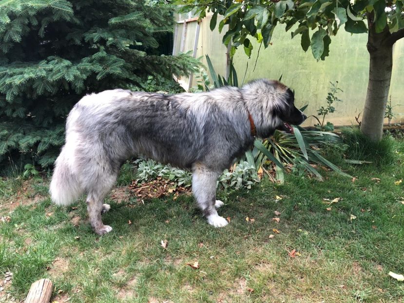 28.05.2018 - MARA DE CROITORU