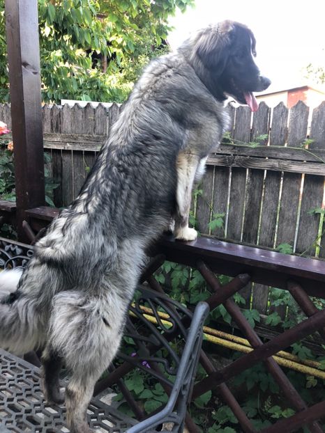 "cam mare vanzoleala in curtea vecinilor" - MARA DE CROITORU