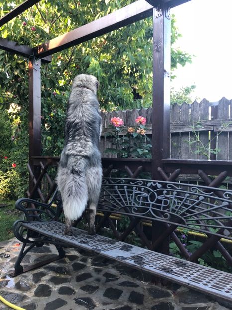 Paznic la cirese 31.05.2018 - MARA DE CROITORU