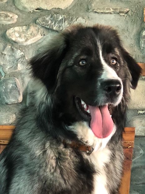 Privire de inginer - MARA DE CROITORU