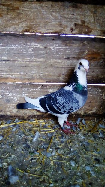 M Belgia 2015 - porumbei voiajori