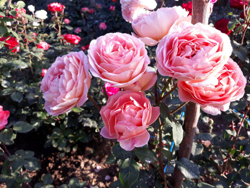 - ABRAHAM DARBY David Austin 3