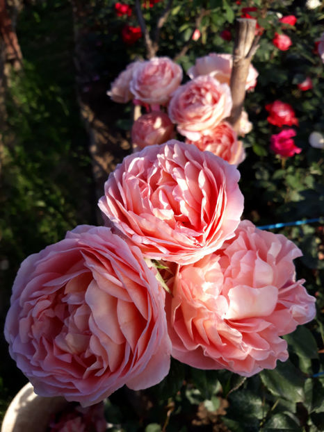  - ABRAHAM DARBY David Austin 3