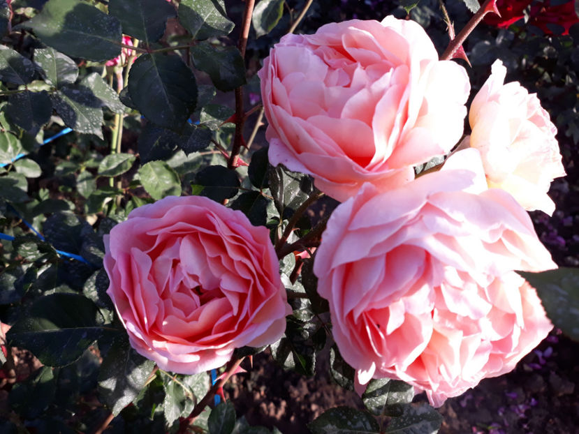  - ABRAHAM DARBY David Austin 3