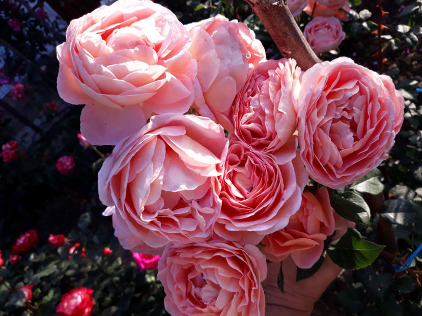  - ABRAHAM DARBY David Austin 3