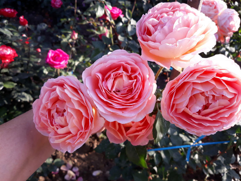  - ABRAHAM DARBY David Austin 3