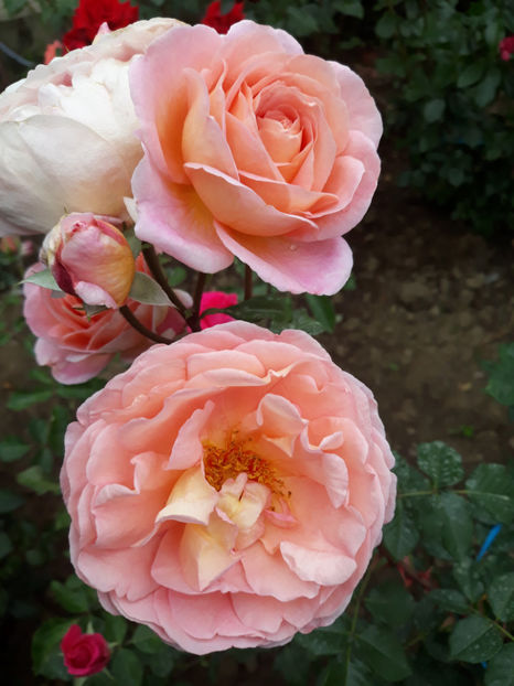  - ABRAHAM DARBY David Austin 3
