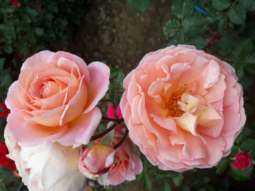  - ABRAHAM DARBY David Austin 3