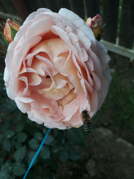  - ABRAHAM DARBY David Austin 3