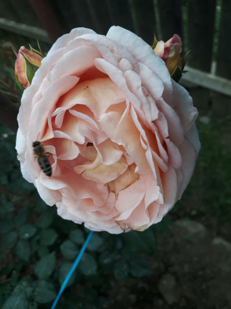  - ABRAHAM DARBY David Austin 3