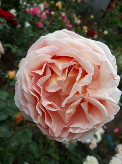  - ABRAHAM DARBY David Austin 3