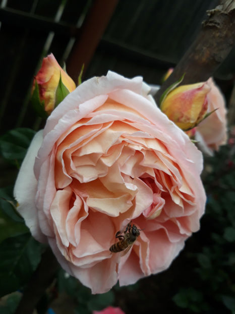  - ABRAHAM DARBY David Austin 3