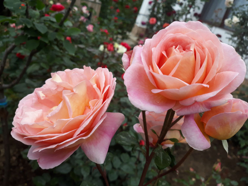  - ABRAHAM DARBY David Austin 3